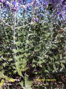 Perovskia 'Blue Spire' - foliage